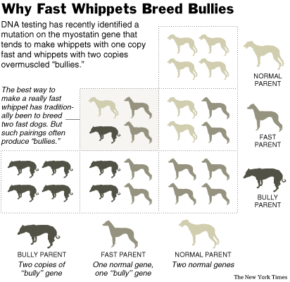 [0612-nat-webDOG-SUB.gif]