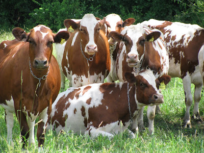 Ayrshire cows