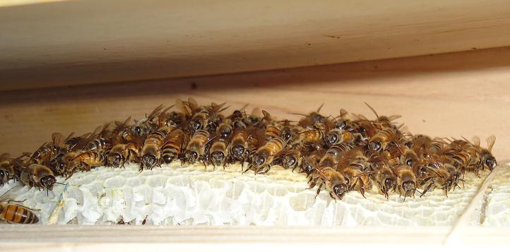 Bee Faces