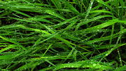 KROPLE (tapety kwiaty flowers )