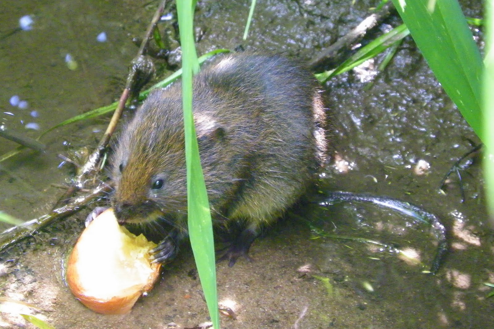 Baby Water Vole