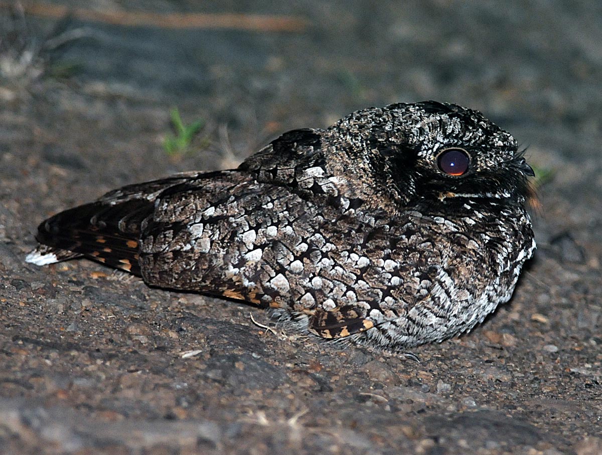 Common Poorwill Bird