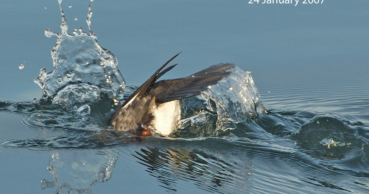 Northwest Nature Notes DIVING BIRDS