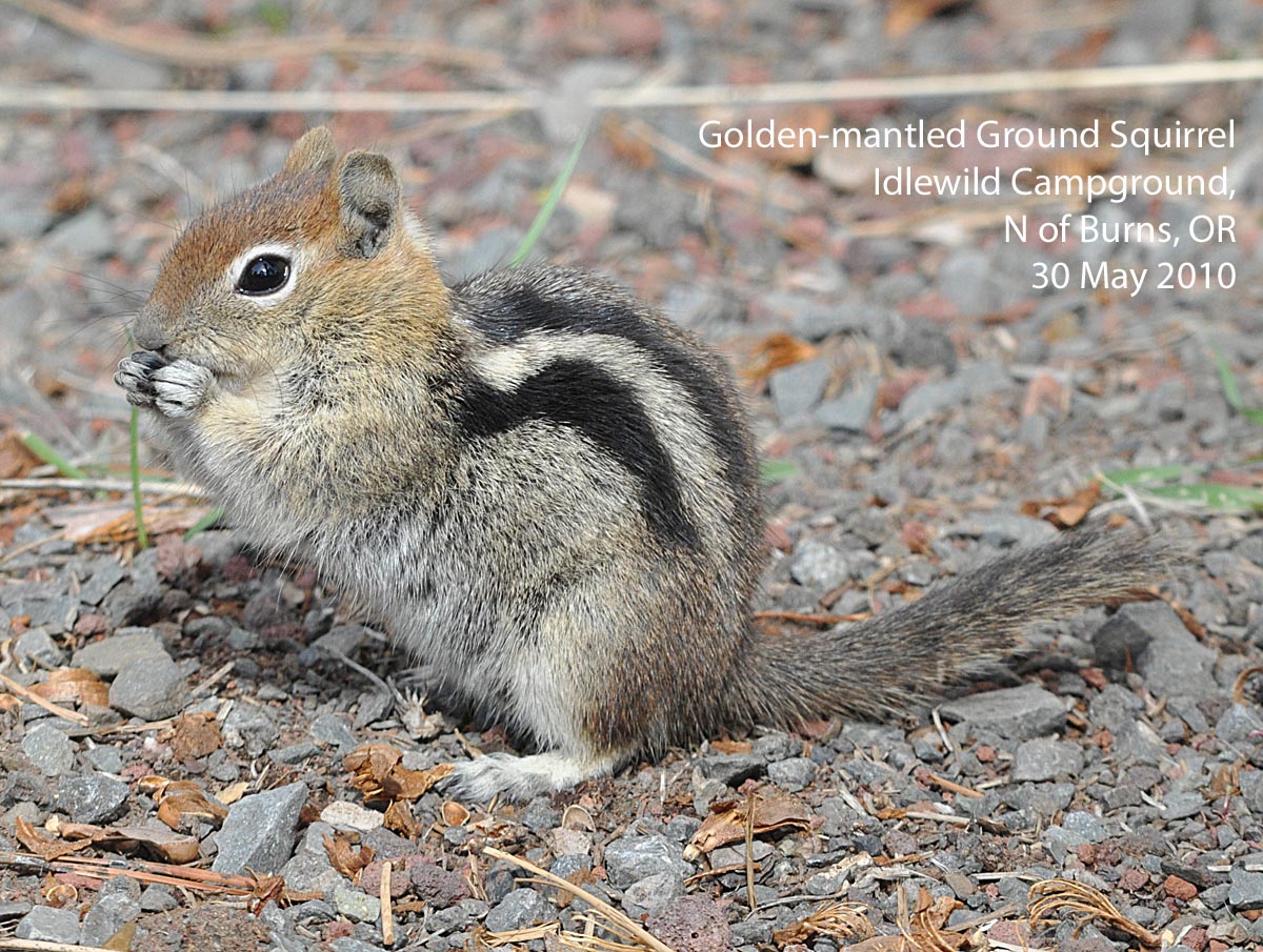 chipmunk vs ground squirrel