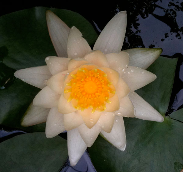 [color-water-lily.jpg]