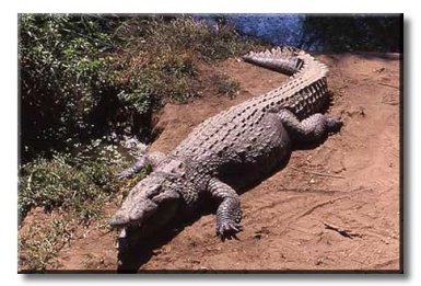 [Crocodile.jpg]
