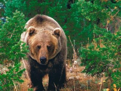 Grizzly Bear