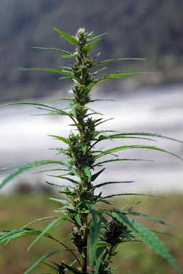 la clé des champs soupers-rencontres