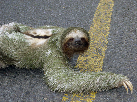 sloth20052small.jpg