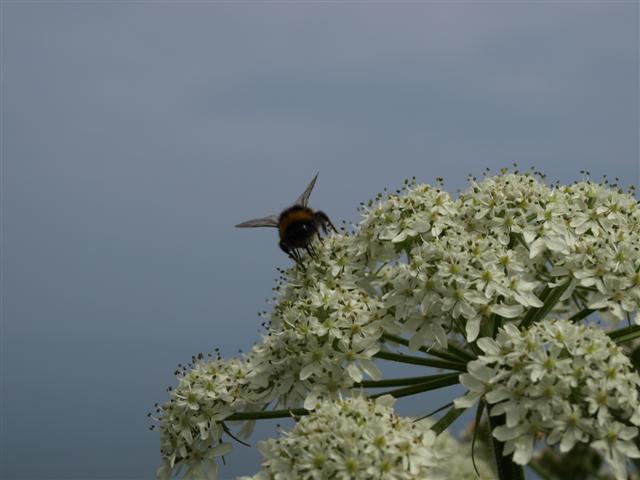 [012+Bee+on+flower.JPG]