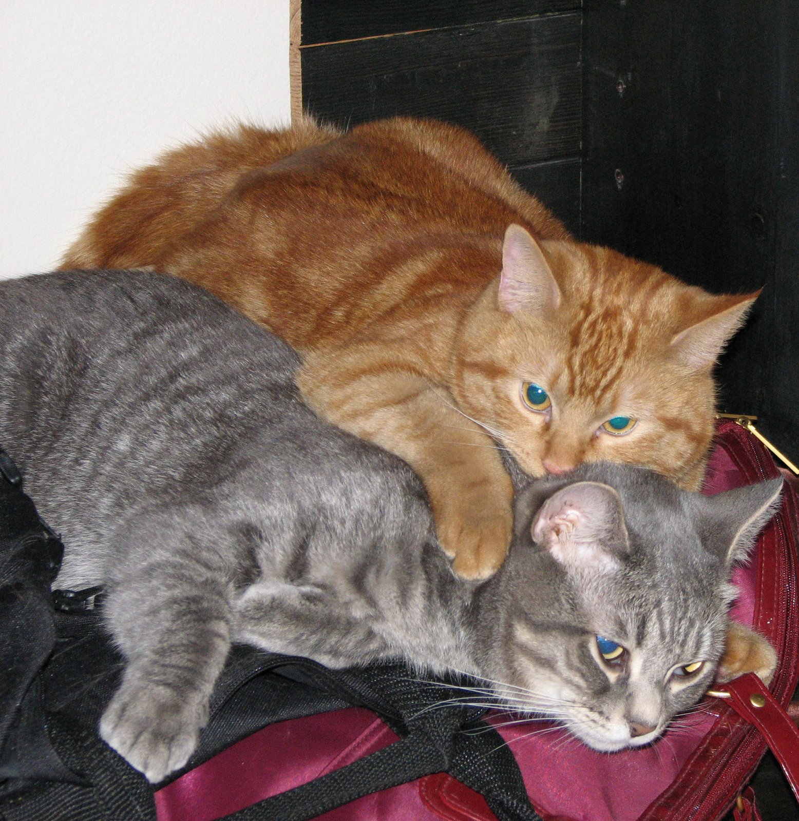 [cats2.JPG]