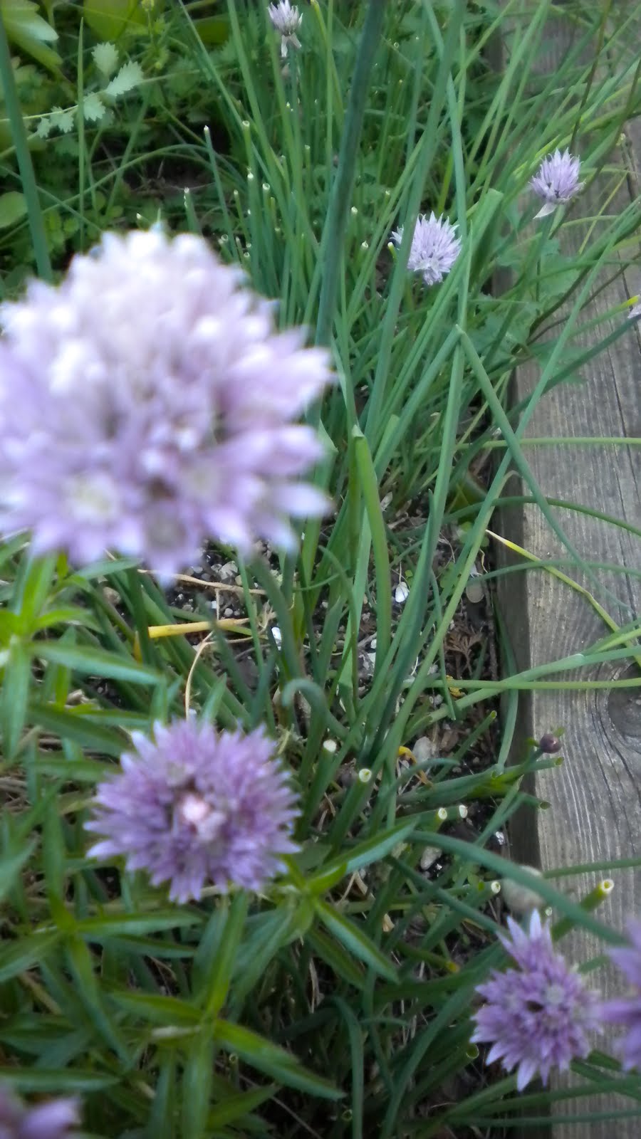 Rosemary's Sampler Edible Flowers