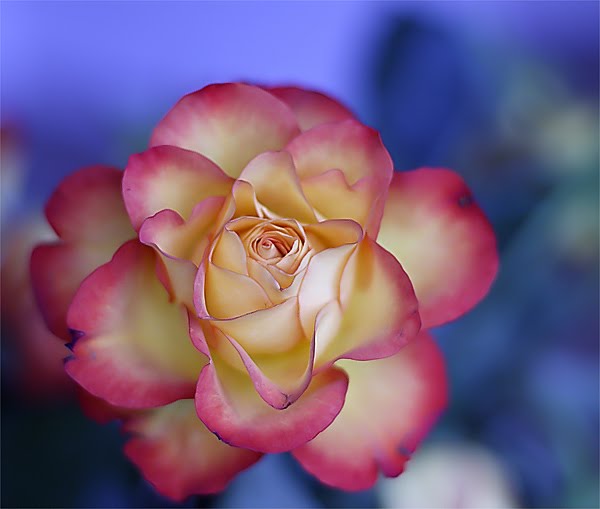 Beautiful Rose Flower Images