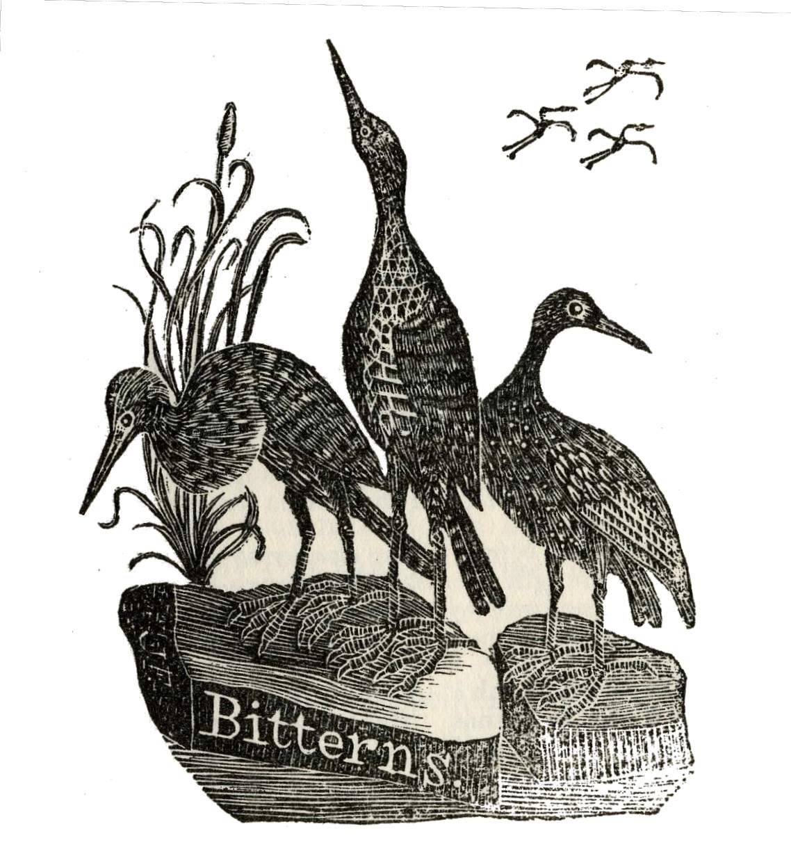 [Copy+of+jf013bittern.JPG]