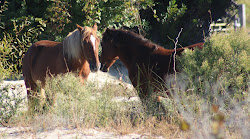 Wild Mustangs