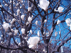 The White Magnolia Tree