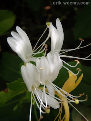 Virginia honeysuckle