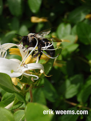 honeysucklee bee