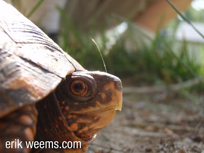 Virginia Box Turtle