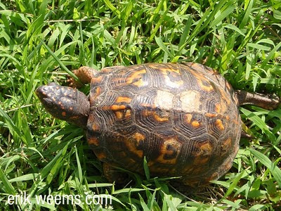 Chesterfield VA Eastern Box Turtle