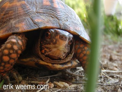 Virginia Eastern Box Turtle
