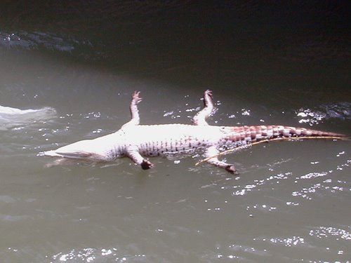 [gator.jpg]