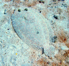Peacock Flounder
