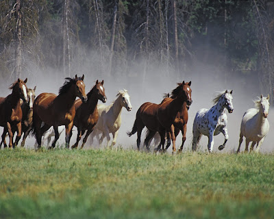 desktop wallpapers horses
