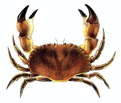 Kepiting+terbesar