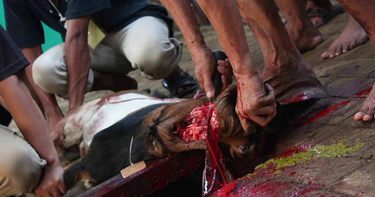Jeprat Jepret: Foto pemotongan hewan qurban dengan menggunakan metode EDFAT