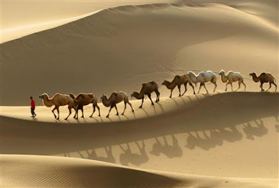 1%20camels.jpg