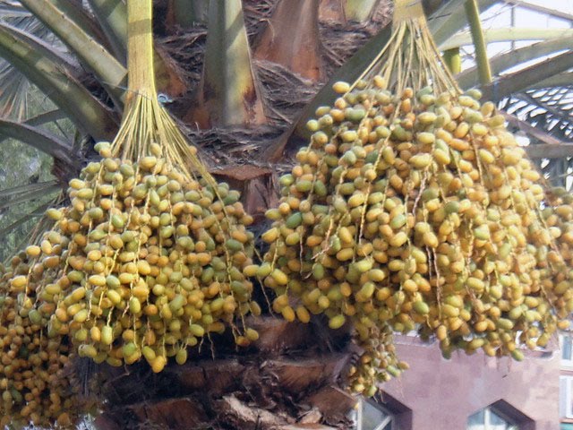date palm fruit. date palm fruit