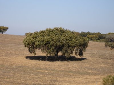 [azinheira.bmp]
