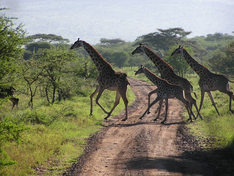 Giraffes running
