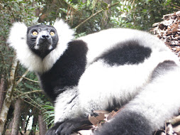 Black and white ruffed lemur