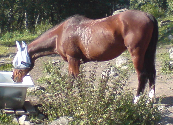 [2007-sommarbete.jpg]