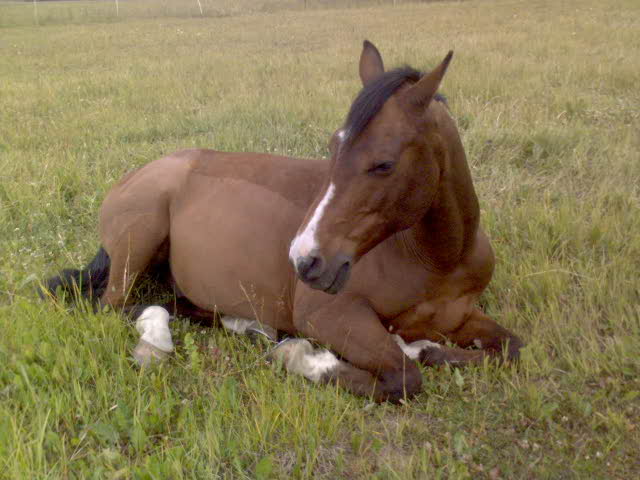[2008_sommar2.JPG]