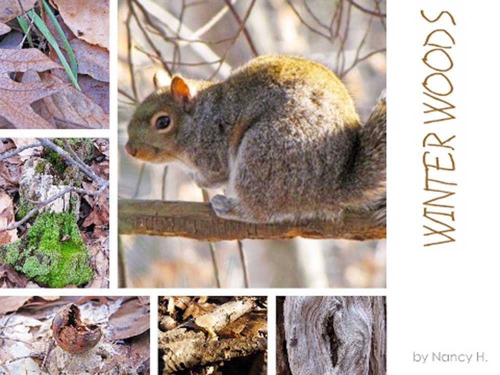 [Winter+Woods+Collage.jpg]