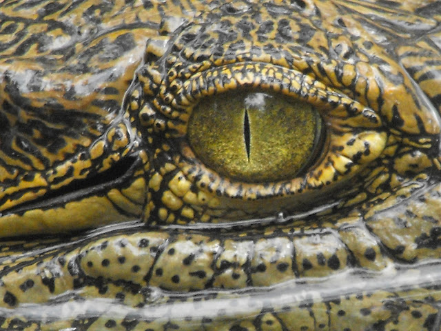 30 Septembre - l'oeil du croco