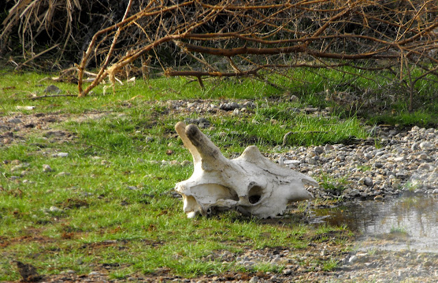 7 decembre - De l'interet des corridor ecologiques