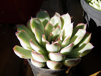 Echeveria pulidonis