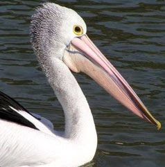 Fóssil raro aponta pterossauro com semelhança a pelicano e vida no