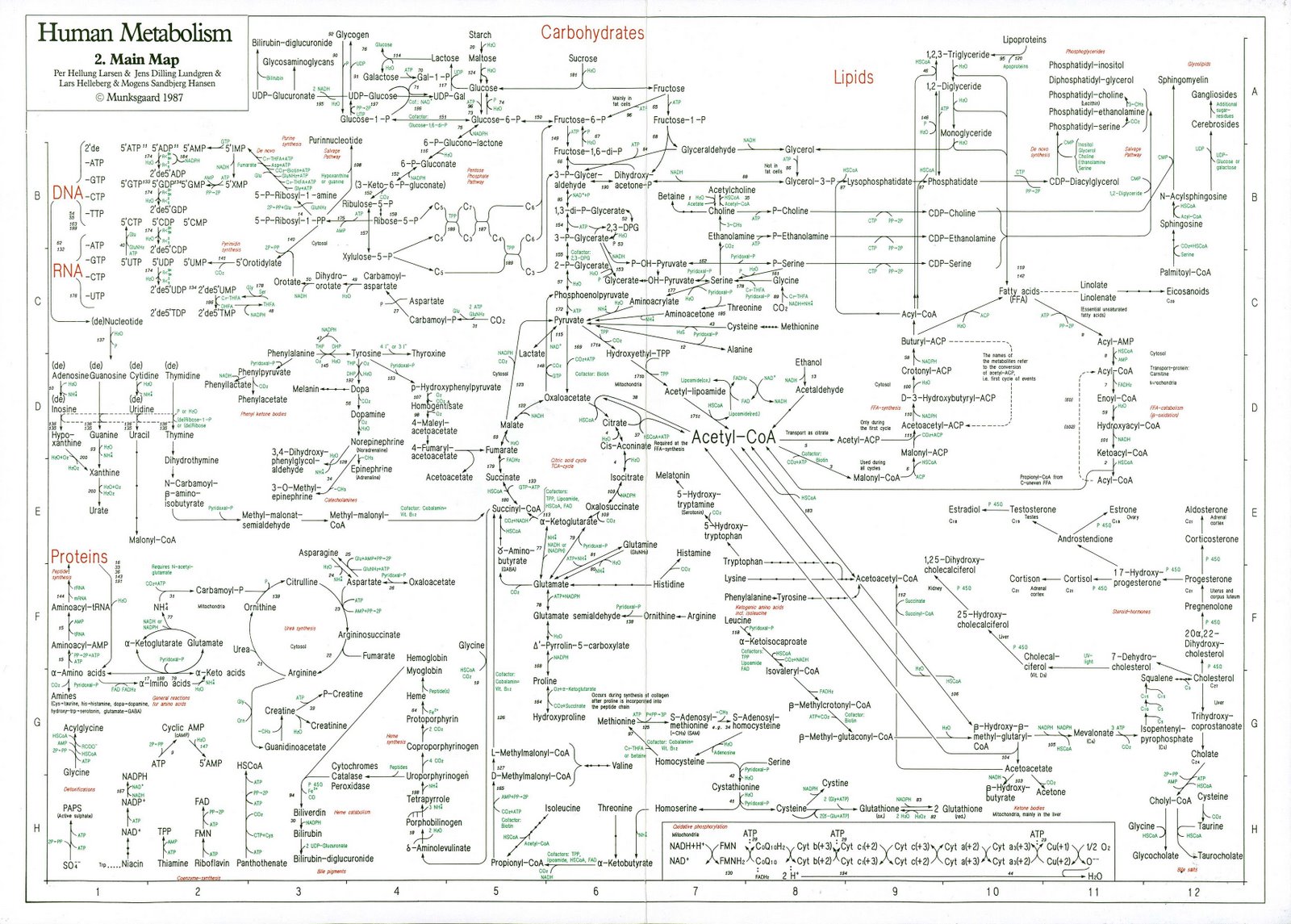 Cincias Biolgicas : Download Livro Lehninger