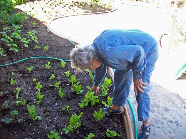 [gardening-web.jpg]