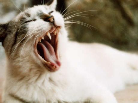 Medizin Fur Das 21 Jahrhundert Streunende Katzen Und Hautpilz