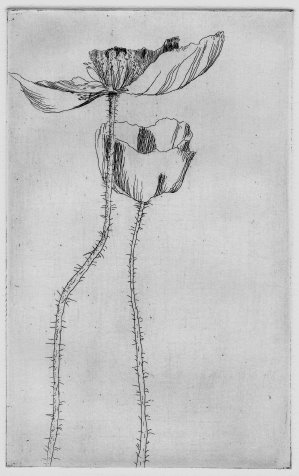 [HorowitzSarah_Papaver.jpg]