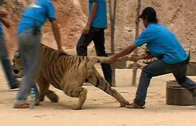 http://3.bp.blogspot.com/_1oeI_YTvkMU/TK2a15UkEHI/AAAAAAAAX8g/1rR_UUBrL2A/s640/tiger-temple-tigers-abuse.jpg
