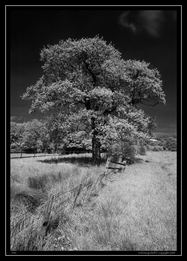 [IR+Tree+01.jpg]