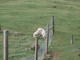 Goats Playing