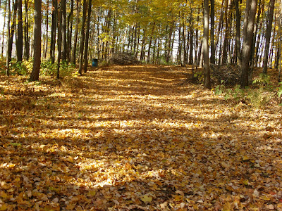 rencontre avec une coccinelle